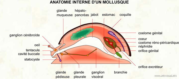 Mollusque (Dictionnaire Visuel)